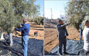 المركز الثقافي التابع للبلدية يشارك في حملة "فزعة"  الوطنية لقطف ثمار الزيتون