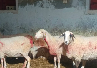 مستوطنون يهاجمون عائلة&nbsp;ويذبحون أغنامها في "واد جحيش" جنوب السموع