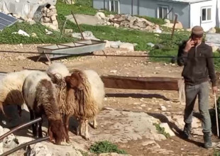 إصابة مواطنة في اعتداء للمستوطنين على "غوين"