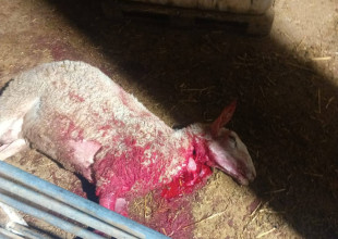 مستوطنون يهاجمون عائلة&nbsp;ويذبحون أغنامها في "واد جحيش" جنوب السموع