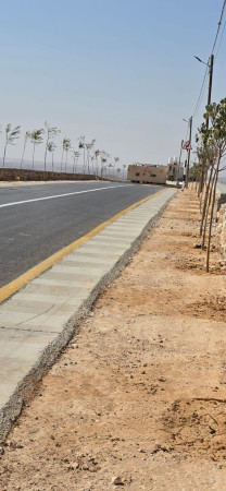 البلدية تستكمل زراعة الأشجار في منطقة خلة انياص