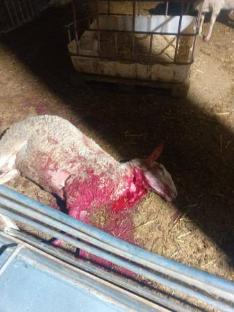 مستوطنون يهاجمون عائلة&nbsp;ويذبحون أغنامها في "واد جحيش" جنوب السموع