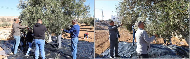 المركز الثقافي التابع للبلدية يشارك في حملة "فزعة"  الوطنية لقطف ثمار الزيتون